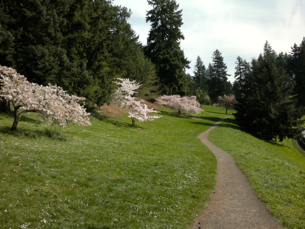 Cherry tree trail through park