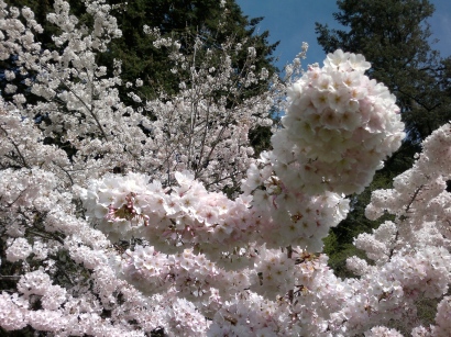 Cherry Blossoms Close-up