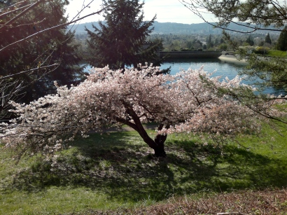 Cherry Tree view from Kart Track